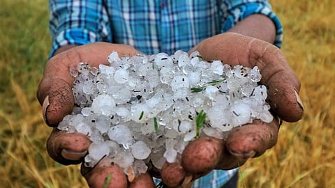 Akkalkot Hailstorm Crop Damage