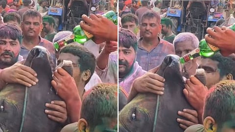 Buffalo allegedly forced to drink alcohol in Haryana; Bhumi Pednekar seeks action.