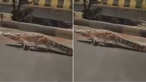Two large crocodiles were spotted roaming on Vadodara city roads on Holi, and later rescued safely by the forest department.