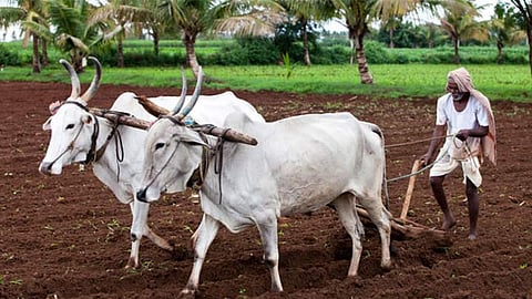 तुअर फसल विवाद, वर्धा ग्रामीण समाचार, Wardha farmer dispute