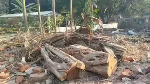 Wardha Municipal Council files FIR against a contractor for illegal tree cutting. New rules mandate a 1 lakh fine for unauthorized felling.