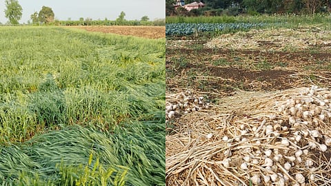 Unseasonal rain and hailstorm lash Amravati district. Massive damage to wheat, onion, and gram crops in Chikhaldara and Anjangaon Surji.