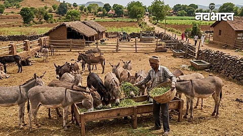 donkey farming in india