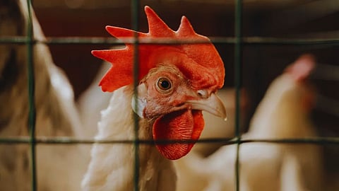 Bird Flu (H5N1) confirmed at Central Egg Breeding Center, Nagpur. 1km radius declared infected zone, 9km surveillance zone. Poultry sales banned for 21 days.