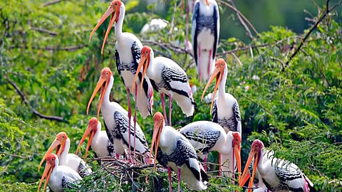 A Major Transformation in 10 Years: Painted Storks Find a Home in Maharashtra's Bharatpur, Becoming a Tourist Attraction.