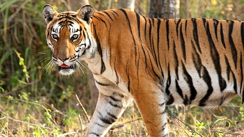 वन विभाग कार्रवाई, चंद्रपुर ताजा खबर, Chandrapur tiger attack