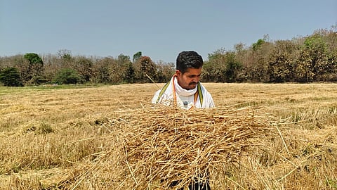 Wheat prices crash in Yavatmal due to global instability in Gulf countries.