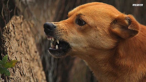 Canine Menace Grips Ajanta: 226 Victims in Six Months; Villagers Forced to Live Under the Shadow of Fear.