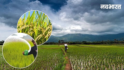Akola's Agri Dept suspended 3 licenses and noted 5 centers for irregularities like stock mismatches. SAO Murli Ingle warned of strict action against farmer exploitation.