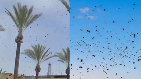 Bees Swarming Israel