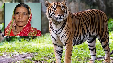 Chandrapur Woman Gathering Mahua Killed By Tiger In Sindewahi