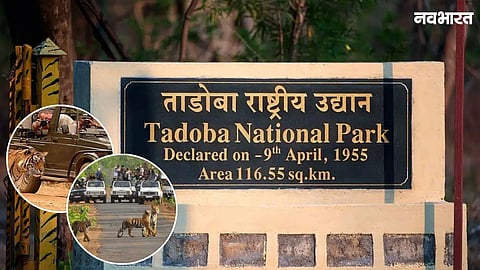 Tadoba Tiger Reserve saw 3.76 lakh tourists in 2025-26. Key updates include abolished camera fees, 'Tiger Talk' chatbot, and 2-hour prior safari booking facility.