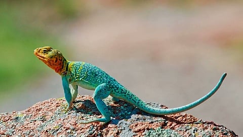 Lizard Falling Signs