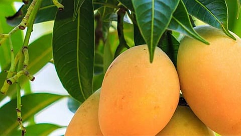 Mango Side Effects For Health,