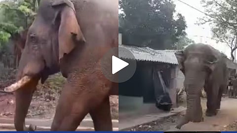 Polling Station Elephant Viral Video
