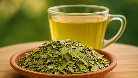 Sahjan Patta Pani Peene Ke Fayde,