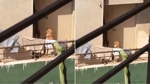 A viral video from Pune shows a dog tied in the sun, sparking outrage online.