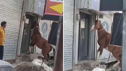 Horse creates chaos outside SBI ATM in Jhansi, viral video sparks funny reactions.