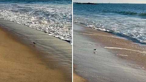 A cute video of two birds playing with sea waves is winning hearts on social media.