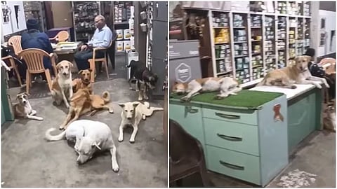 A shopkeeper let stray dogs rest inside his shop to escape the heat.