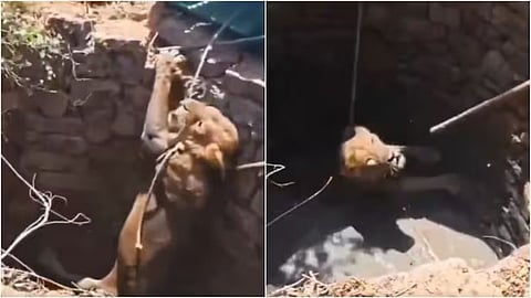A lion rescued from a well in Gujarat after a one-hour operation has gone viral online.