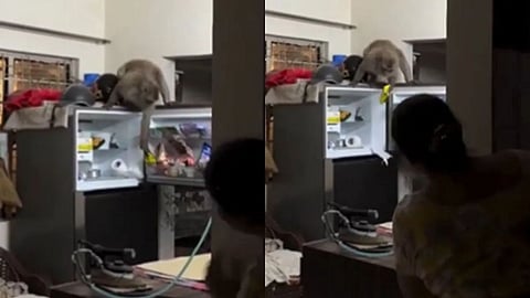 A monkey entered a house, stole almonds from the fridge, and the funny video went viral.