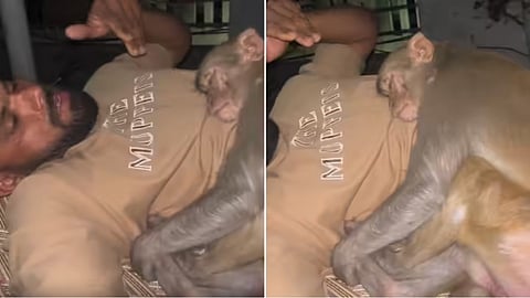 Monkey cuddling a man on rooftop goes viral.