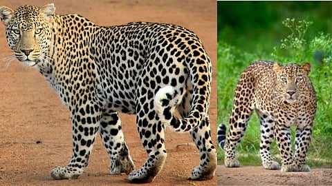 Gondia: Leopard Terror in Dhabetekdi; Threat Persists Even After Child's Death—Enters Village and Wreaks Havoc.