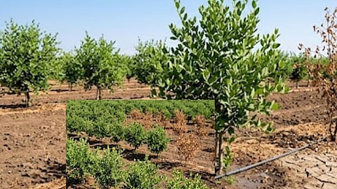 Fire Sparked by Short Circuit: Orange Orchard and Wheat Crop Reduced to Ashes in Sawangi; Farmer Suffers Losses Worth Lakhs