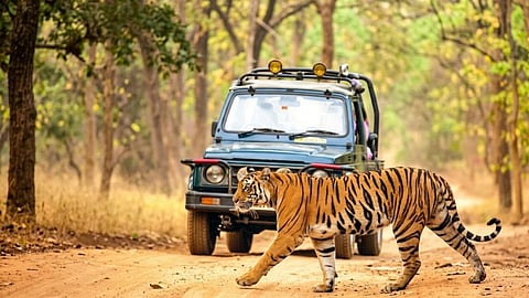 Nagpur Nature Experience 2026: A Unique Initiative at Tadoba on Buddha Purnima—Tourists to Become Part of the Wildlife Census