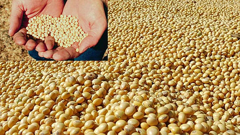Agriculture Department Cracks Down on Spurious BT Seeds: Alert Issued Ahead of Kharif Season; Toll-Free Number Released, Farmers Urged to Remain Vigilant.