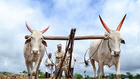 Yields to Rise Through Soil Health Testing: 27,000 Farmers in Yavatmal Undergo Soil Testing