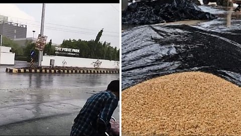 Agricultural Produce Market Committee Crop Damage