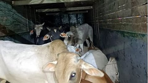 amravati cattle smuggling police raid