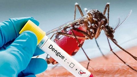 Dengue Bird Flu Control Plan