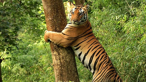 Kanha tiger reserve tigress four cubs death canine distemper virus threat