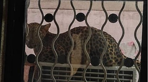 amaravati leopard rescue rampuri camp forest department