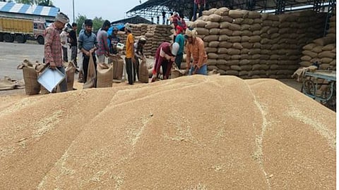 mp wheat varieties quality sharbati durum export market