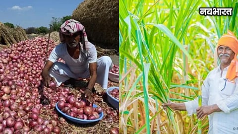 central government new policy maharashtra sugarcane onion farmers relief
