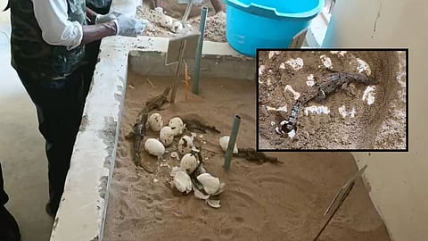 Deori Eco Centre Morena Successfully Hatches Seventy Gharial Babies From Chambal River