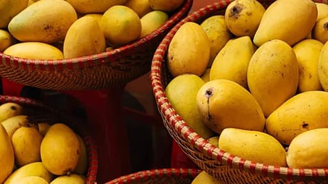 Navi Mumbai APMC Mango Raid Update