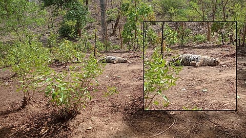 Sagar Ambedkar Sanctuary Leopard Death