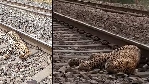 Leopard Killed By Train Satna Unchehara Railway Track Forest Department Investigation