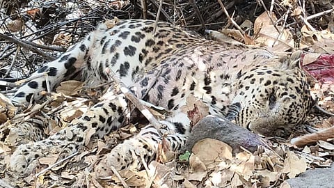 A 4-year-old leopard was killed in a fierce clash with tigress 'Daisy' (T-44) over a prey at Tipeshwar Wildlife Sanctuary in Pandharkawada.