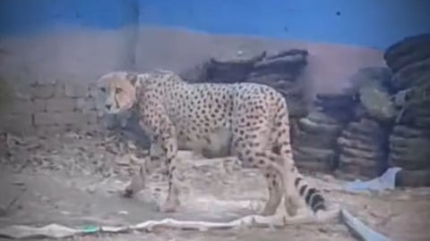 Cheetah Movment In Rajgarh