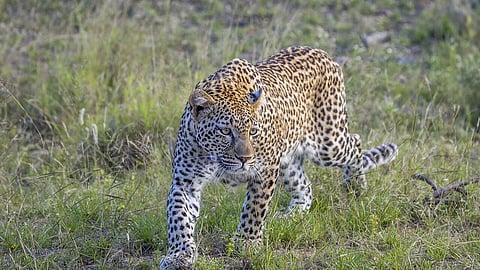Shrinking Forests, Leopards in Populated Areas: Rising Human-Wildlife Conflict in Nagpur Poses a Grave Challenge Lack of Precise Data