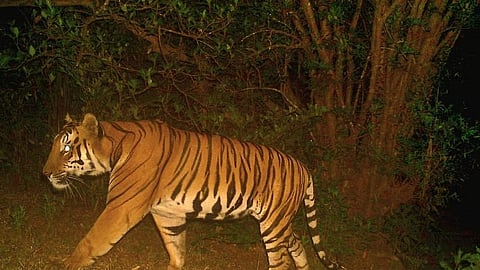 Wildlife census in Gautala Sanctuary of Chhatrapati Sambhajinagar, 70 nature lovers observed from scaffolds