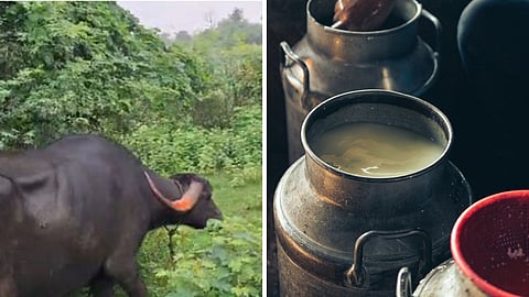 Amravati Milk Village Story