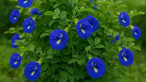 Aparajita Plant Flowering Tips In Hindi