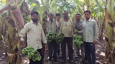 Miscreant destroys 200 banana plants causing huge loss to farmers